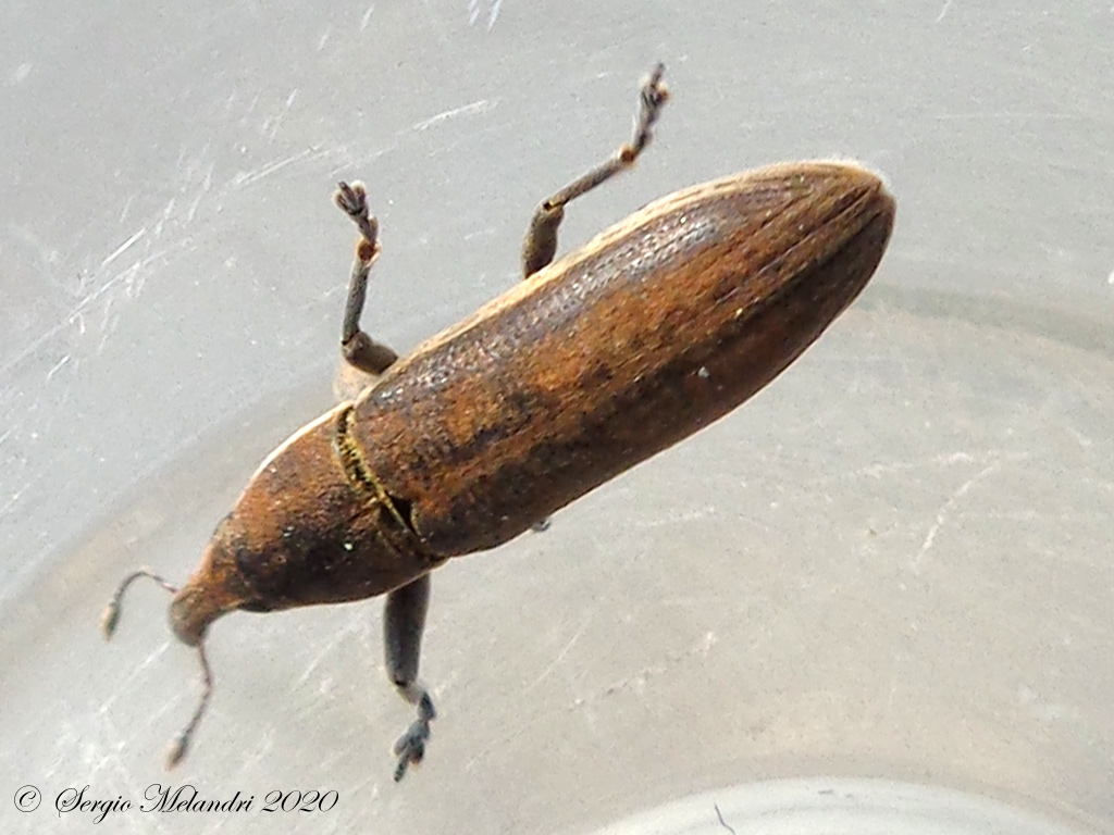 Curculionidae: Lixus (Compsolixus) juncii